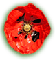 Flanders Poppy